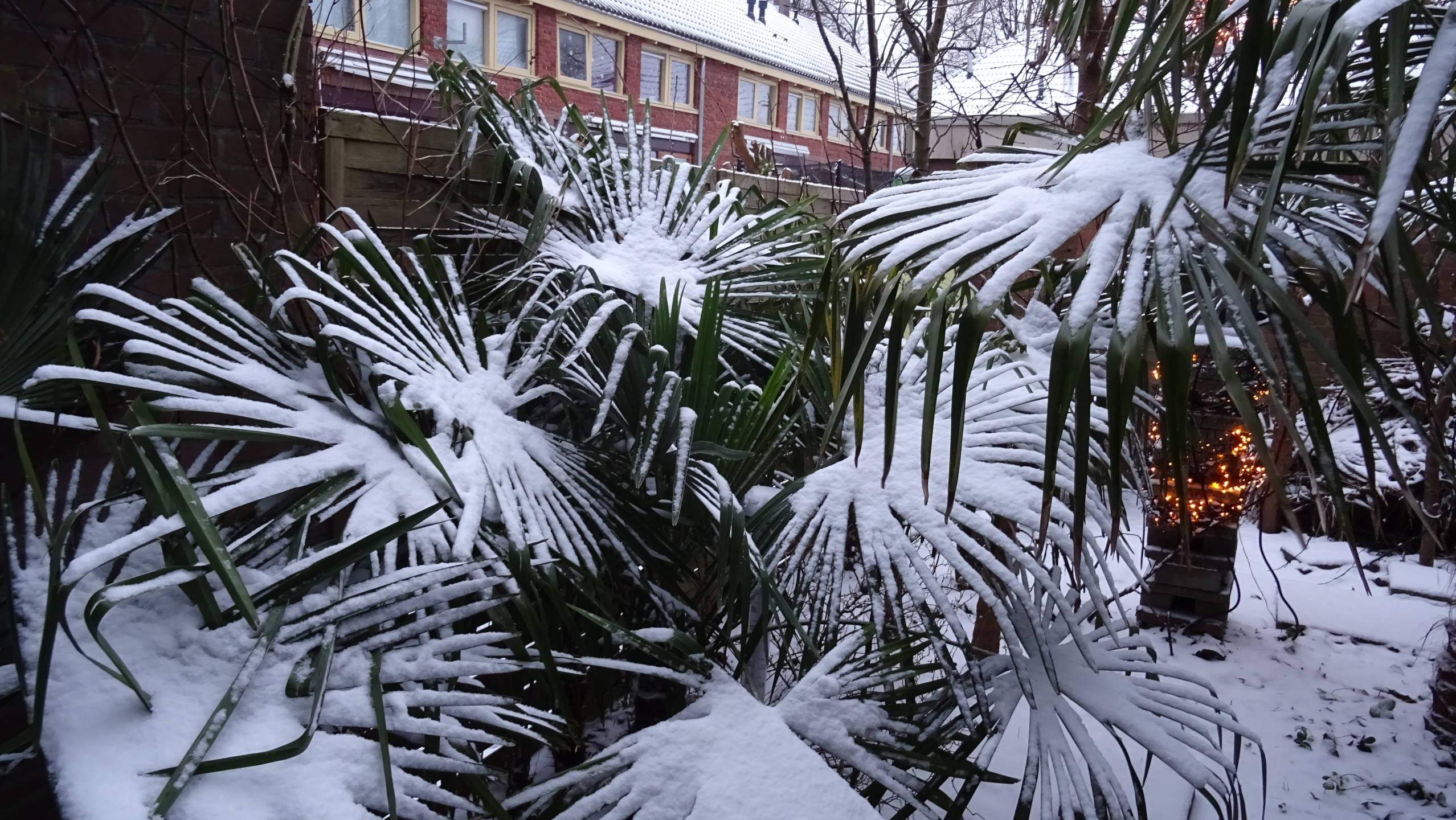 palmen en sneeuw