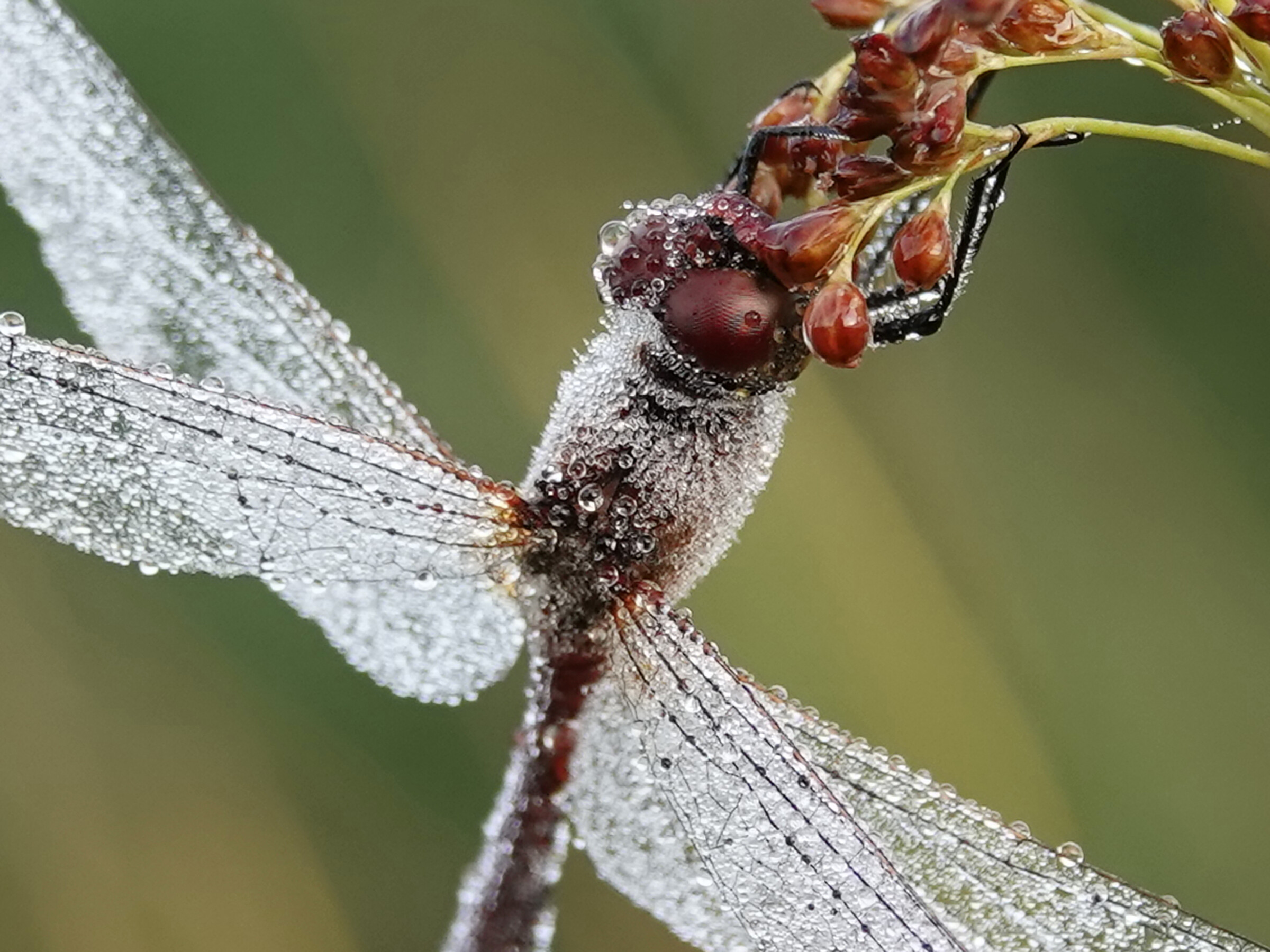 Weerwoord | Wens is de vader van de gedachte denk ik ;-)