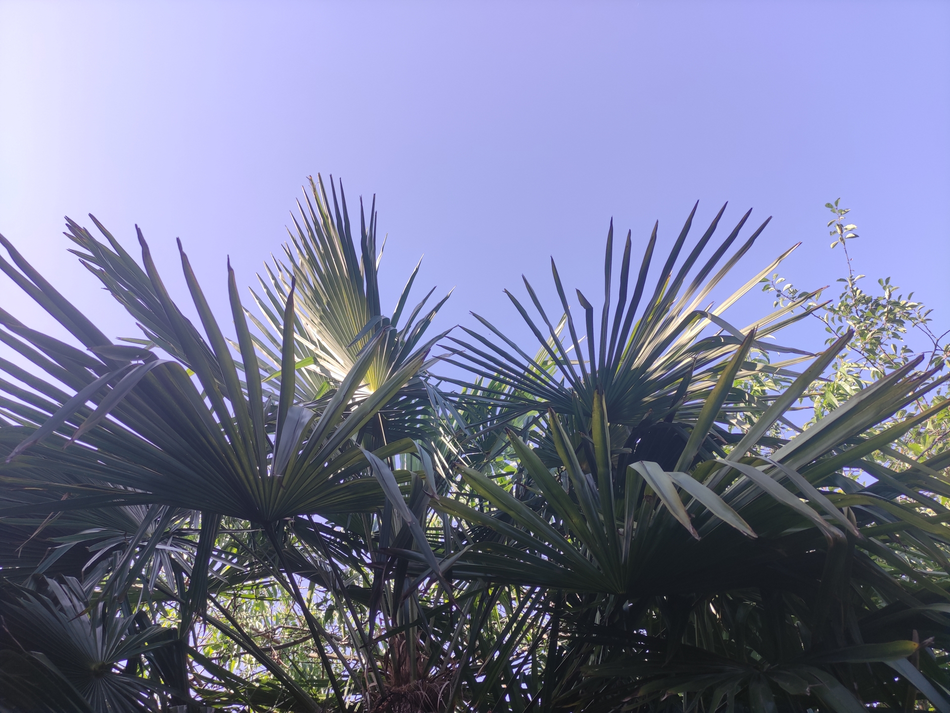 Palm